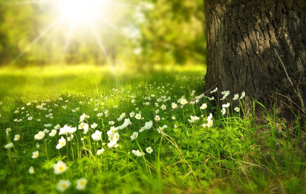 Nature Nature